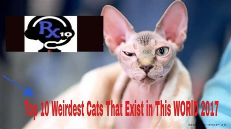 Top 10 Strangest Cats Breed In The World 2017 Weirdest Cats You Didn