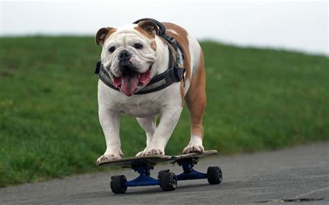 Skateboarding Dogs √ How To Teach A Dog To Skate How To Choose Best