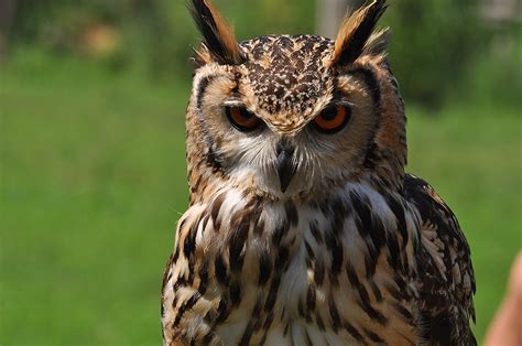 Angry Owl Wallpaper Great Horned Owl Hd Birds K Wallpapers Images Backgrounds Photos