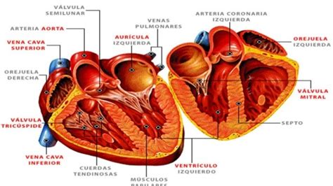 Estructura Microscópica Del Corazón