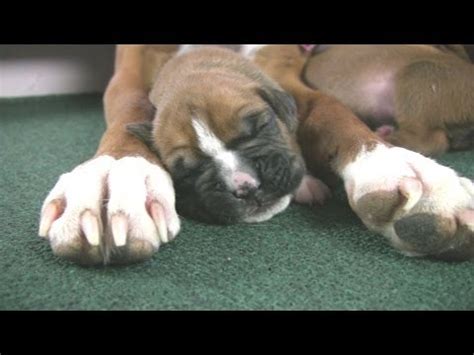 This gives your puppy a chance to learn how to interact with other dogs by playing with her siblings. Boxer's Cute But Clumsy Puppies (in HD) - YouTube