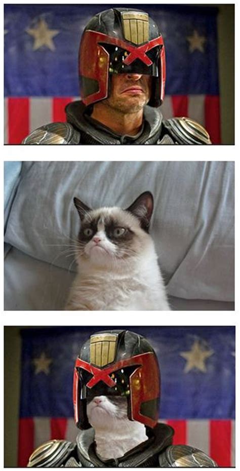Judge Tard Grumpy Cat Know Your Meme