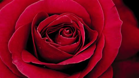 Download Wallpaper 1366x768 Rose Bud Petals Close Up Red Tablet