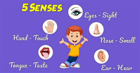 Five Senses Rhymes Human Sense Organs Song Learn About Five Senses