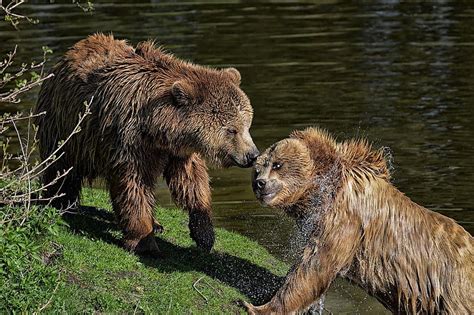 Bear Play Water Brown Bear Wild Animal Dangerous Fur Nature