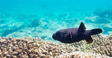 Puffer Fish Stock Photo Image Of Ocean Tropical Arothron 91748954