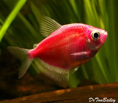 Premium Starfire Red Red Glofish Tetra