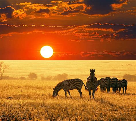 sunrise and zebras africa morning sunset zebra hd wallpaper peakpx