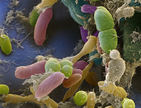 Bacteria And Fungus Seen In The Scanning And Transmission Electron