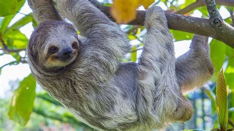 169 Super Sloth Names Good Cute And Funny Naming Ideas