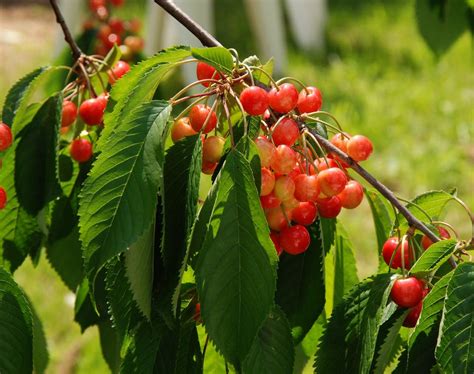 Red Cherries · Free Stock Photo