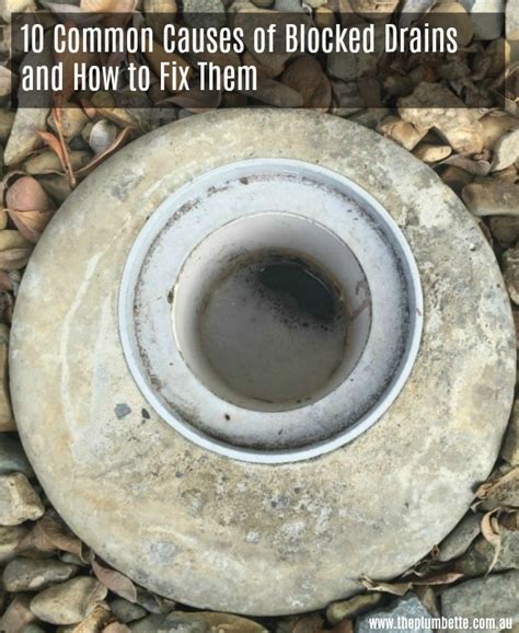 10 Common Causes Of Blocked Drains And How To Fix Them The Plumbette