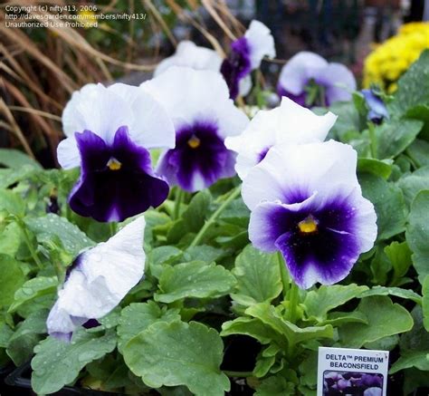 Plantfiles Pictures Viola Garden Pansy Pansy Delta Premium