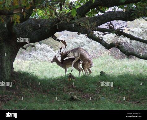 Deer Mating By Tree In Forest Stock Photo Alamy