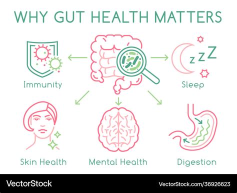 Gut Health Horizontal Poster Editable Royalty Free Vector