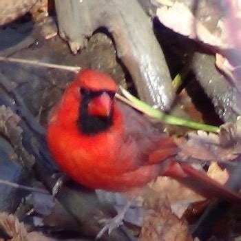 The first brave baby left the nest on day 9 and the other two were gone when we came home. Northern Cardinal Habits, What they Eat, Where they Nest ...
