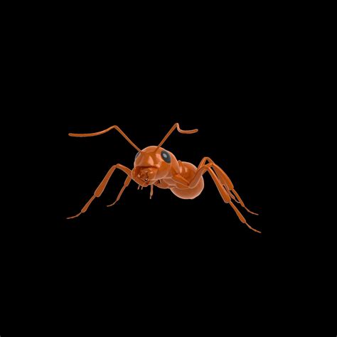 ant rig 3d model rigged cgtrader
