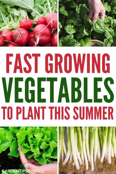Vegetables To Plant In Summer Summer Succession Planting Basics What