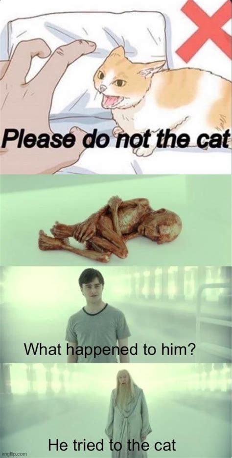 Dumbledore Please Do Not The Cat Know Your Meme