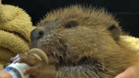 Orphaned Beaver Kits Tale Continues At Calgary Wildlife Rehabilitation