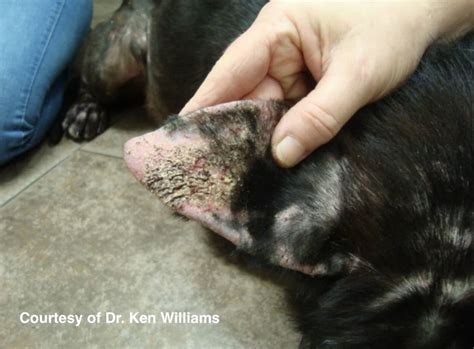 Understanding Sarcoptic Mange In Dogs Causes Symptoms And Effective