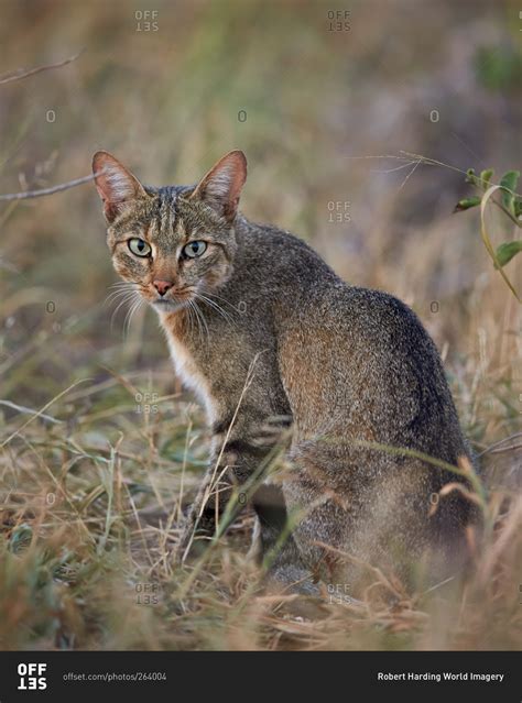 African Wild Cat Felis Silvestris Lybica Kruger National Park South