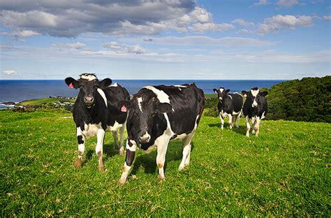 9 nsw department of primary industries, september 2015. Consumer opposition stalls GM feed crops that could ...