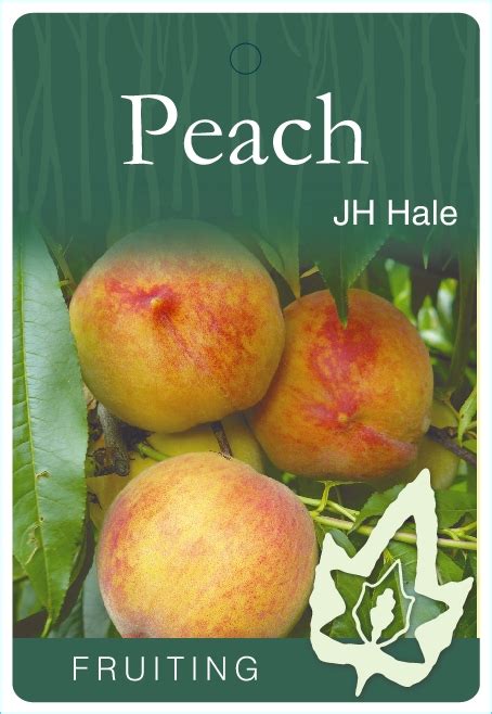 Peach J H Hale Blerick Tree Farm