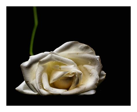 White Rose Foto And Bild Plants Fungi And Lichens Flowers Roses Bilder