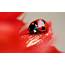 Red Ladybug Wallpaper  2560x1600 14095