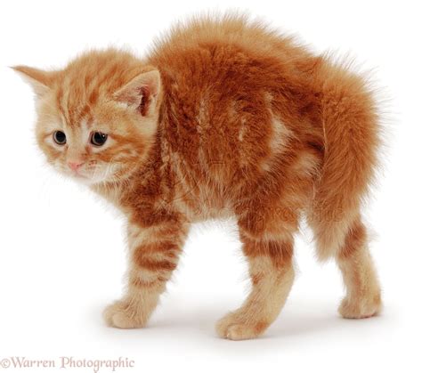 Fluffy Ginger Kitten With Arched Back Photo Wp03462