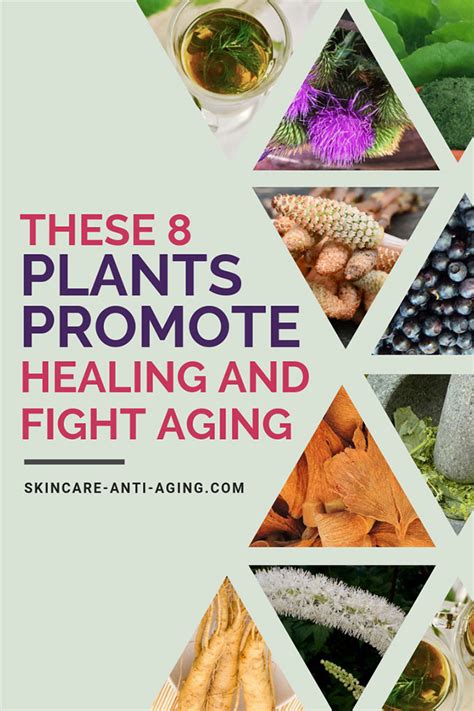 Super 8 Anti Aging Herbs These Plants Promote Healing And Fight Aging