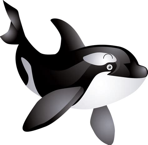 Killer Whale Png Transparent Image Download Size 800x785px