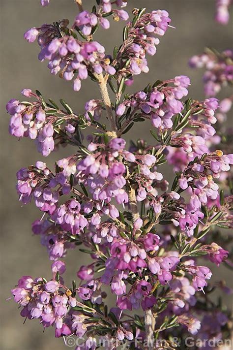 Below is a guide to south africa's popular wedding blooms and when they're in season. Erica canaliculata, a small-flowered erica, which despite ...