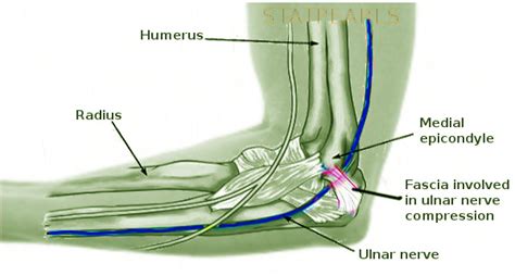 Anatomy Shoulder And Upper Limb Cubital Fossa Statpearls Ncbi