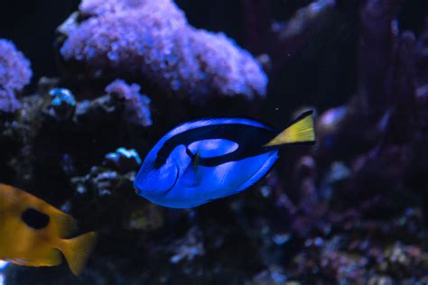 Help S This Ich On My Blue Hippo Tang Reef Reef Saltwater And Reef