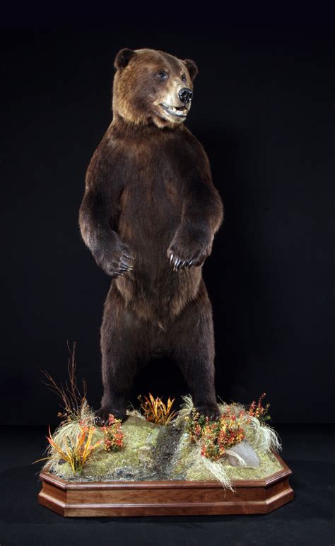 The Wildlife Gallery Custom Taxidermy Studio Bear Taxidermy Photos