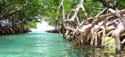 In la parguera, for example, the bay is surrounded by a giant ring of mangrove trees, the roots of which keep the sand bars protecting the bay in place. Bioluminescent Bay In La Parguera