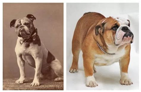 Dogs 100 Years Ago What Dog Breeds Looked Like