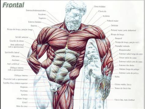 Bodygenasa Mapa Dos Músculos