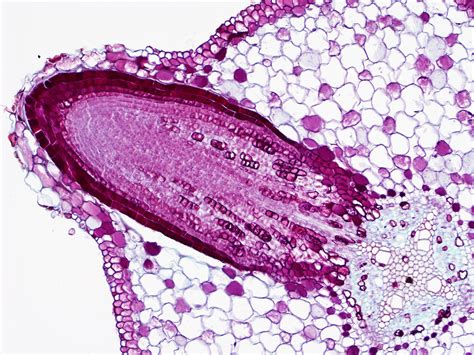 Lateral Root Emergence Cross Section Of A Dicot Root With Flickr