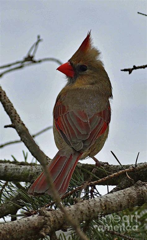 Backward Glance Of A Female Northern Cardinal Photograph By Cindy Treger