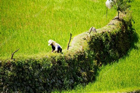 Terraços De Arroz Nas Filipinas Cultivo De Arroz No Norte Fotos