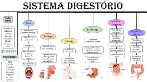 Sistema Digestorio Mindmeister Mapa Mental Images Porn Sex Picture