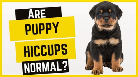 Is It Normal For Puppies To Have Hiccups Hiccup Solutions