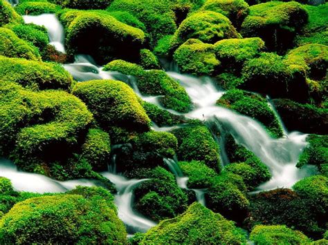 Mossy Rocky Stream Stream Rocks Water Flow Green Moss Hd