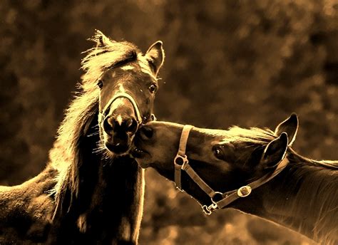 Images Gratuites Faune Amour Cheval Baiser étalon Crinière Les