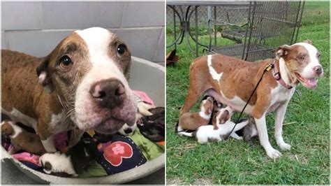 Mama Dog Surrendered To A Shelter After Giving Birth She Fought To Save