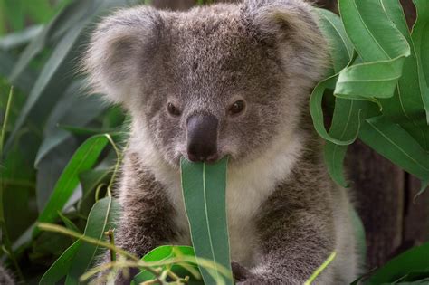 Drop Bears Target Tourists Study Says Australian Geographic