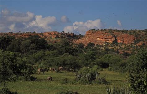 Mapungubwe National Park Limpopo Province South Africa Top Tips